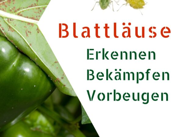 Blattläuse an Chili Pflanzen vorbeugen und bekämpfen