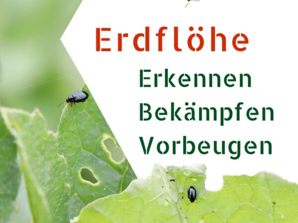Erdflöhe bei Chilipflanzen