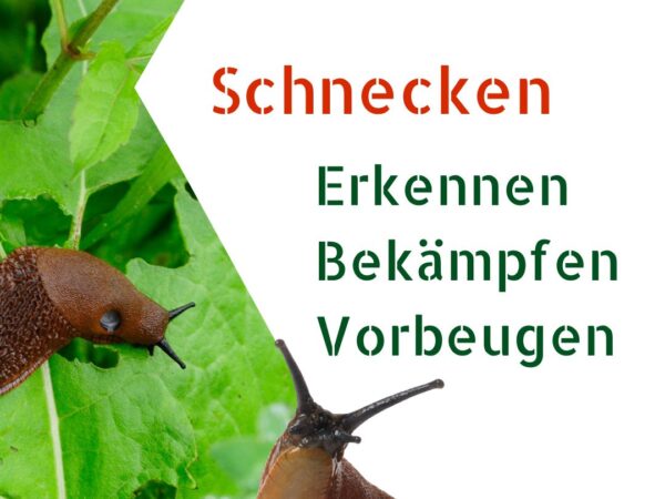 Schnecken im Chilibeet
