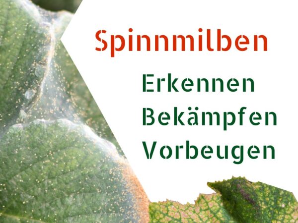 Spinnmilben bei Chilipflanzen