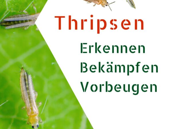 Thripsen an Chilipflanzen