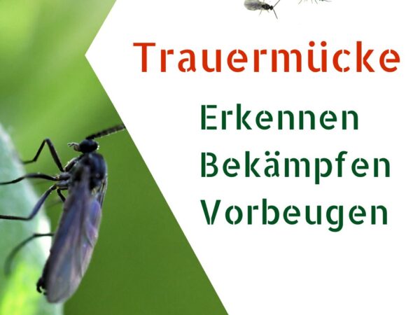 Schwarze Trauermücke auf Pflanzenblatt
