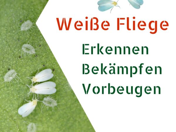 Ausgewachsene, beflügelte Weiße Fliege und Larven auf der Blattunterseite
