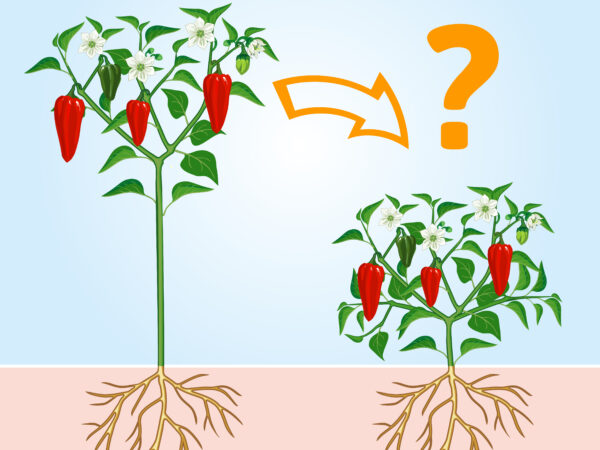 Chili Pflanzen – 3 Methoden die Wuchsform zu beeinflussen