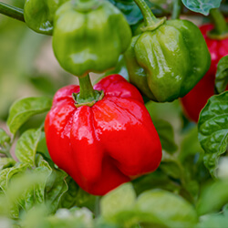 Scotch Bonnet Chilisamen