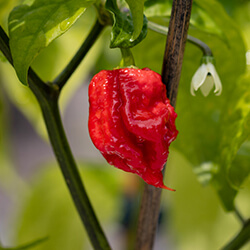 Chilipflanzen kaufen Alles rund um die Chili Chilihaus