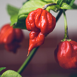Trinidad Scorpion Chilipflanzen